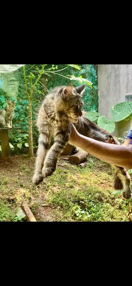 jasa pacak kucing mainecoon