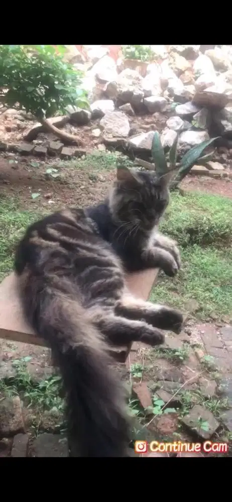 jasa pacak kucing mainecoon