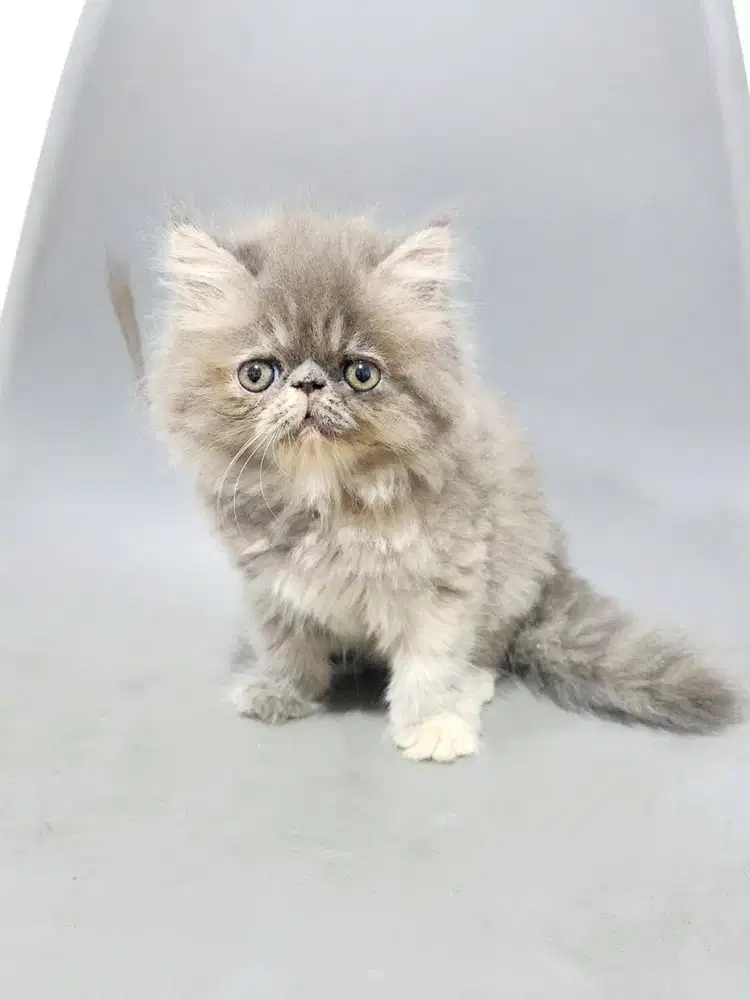 Kucing Peaknose
