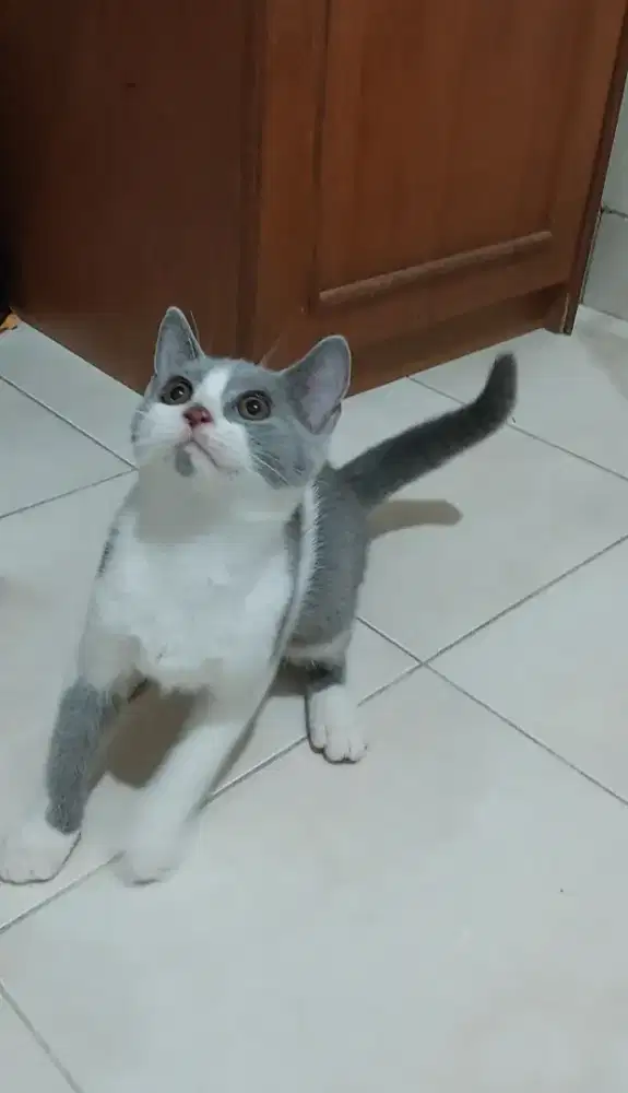 Kucing bsh bicolor blue kitten british shorthair bico blue