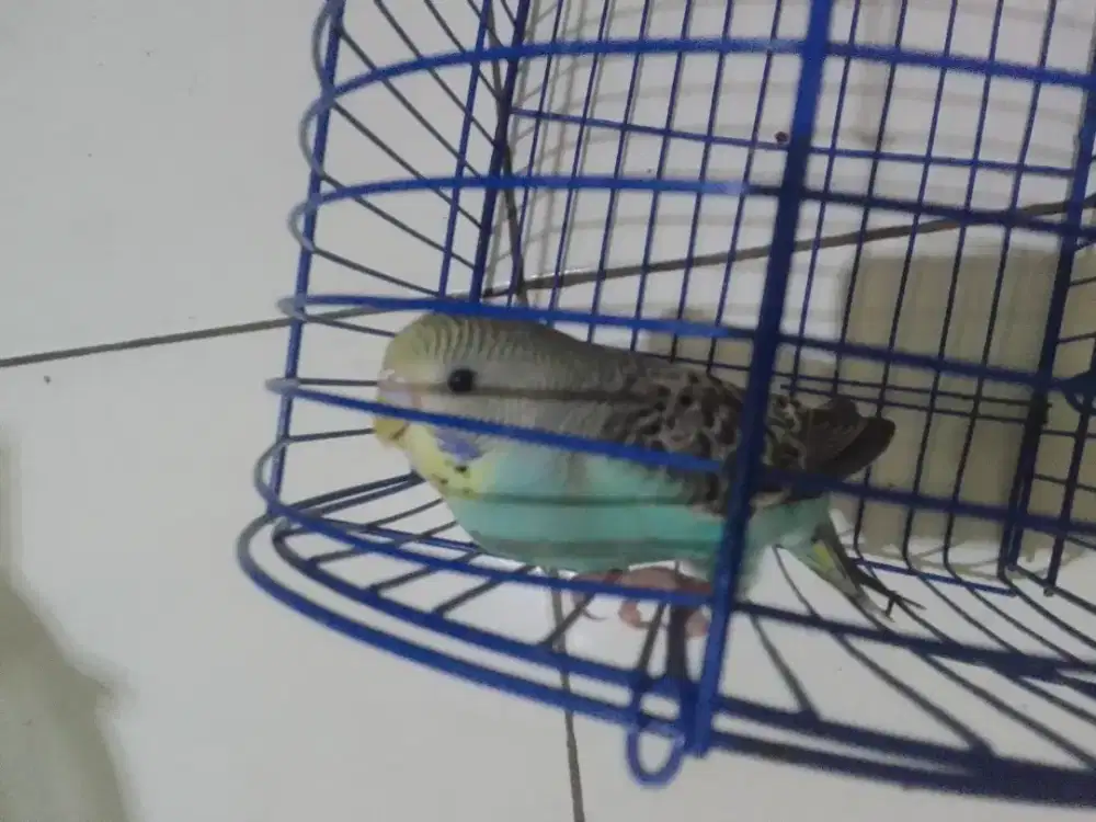 Burung parkit gacor
