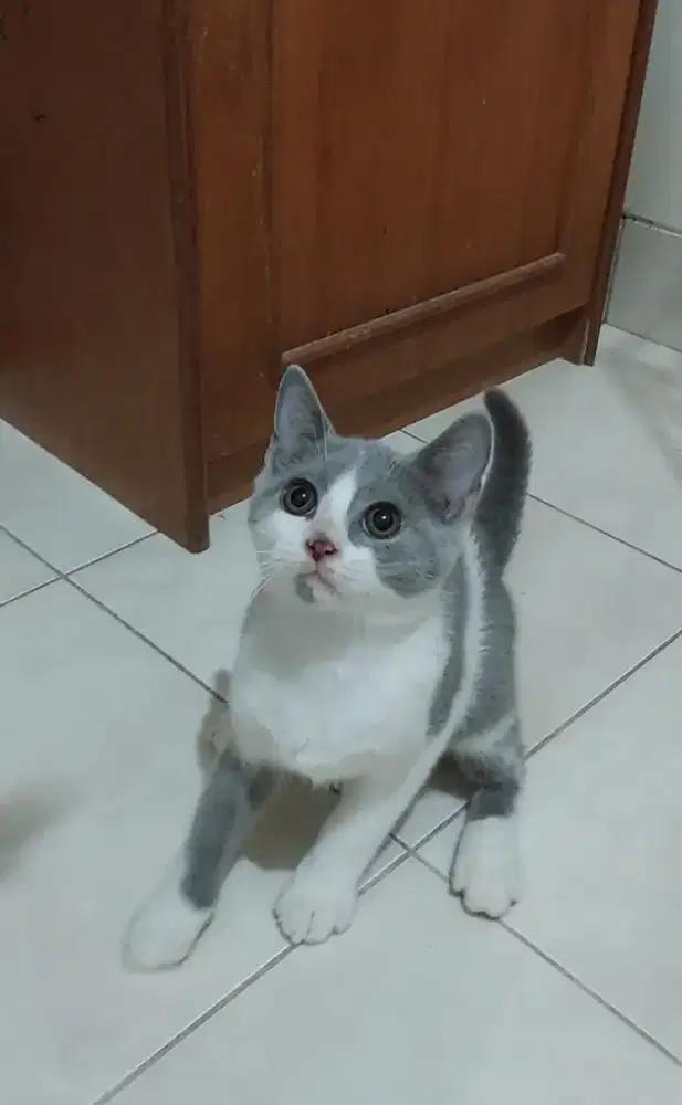 Kitten british shorthair bico blue kucing BSH bicolor blue jantan