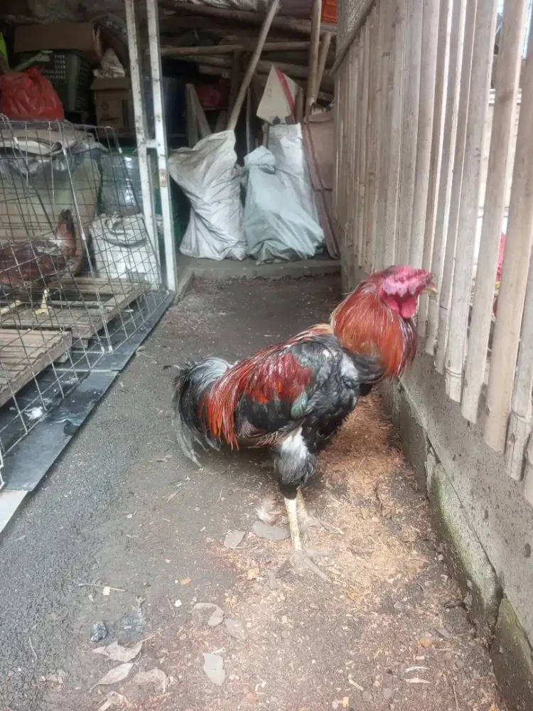 Ayam kampung petelur, jago dan ayam merah siap usia bertelur