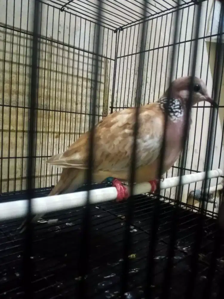 Derkuku mkh mata merah ring