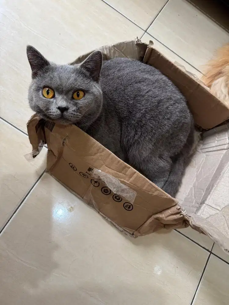 Kucing BSH Pedigree Jantan