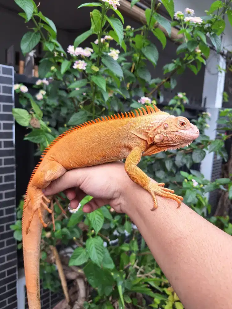 Red Hypo Jantan