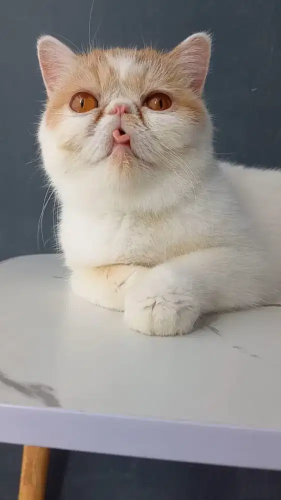 Kucing bsh British short hair murah