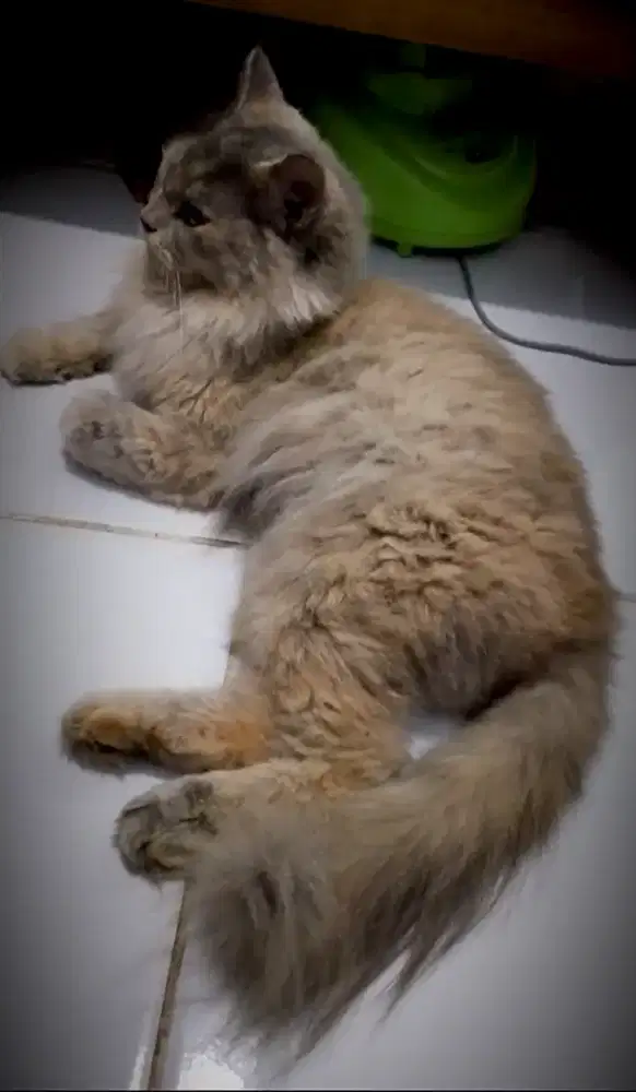 Kucing Persia Betina Dewasa
