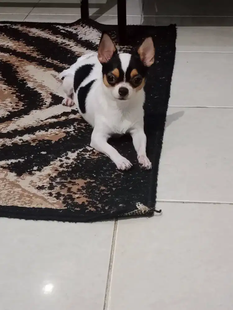 Di jual anjing chiwawa