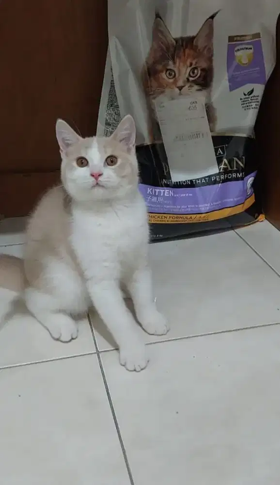 Kucing british shorthair bicolor fawn kitten bsh bico fawn