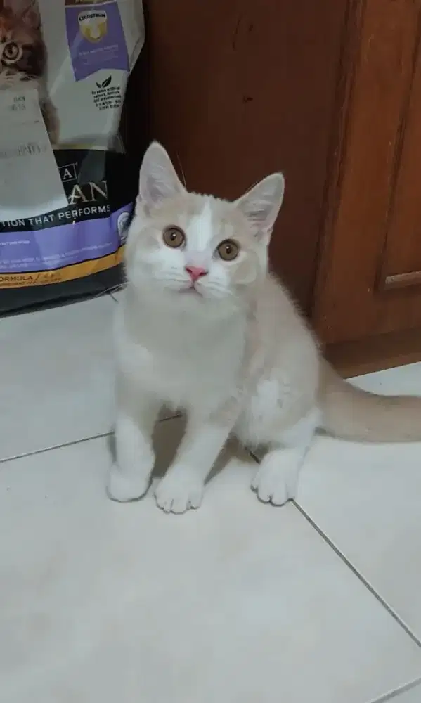 Kucing bsh bicolor kitten british shorthair bico fawn jantan