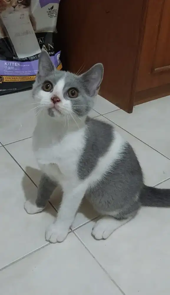 Kitten british shorthair bicolor blue jantan kucing BSH bico blue