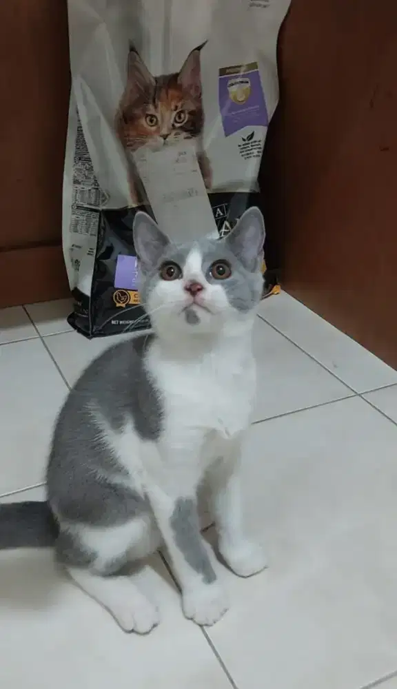 Kitten british shorthair bicolor blue jantan kucing bsh bico blue
