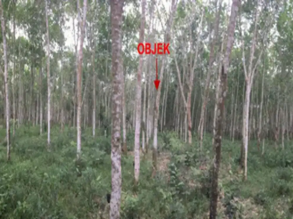 Dijual Tanah (Kebun karet) Seluas 10.660 m2 Seharga 106.600 JT di Banyuasin - Sumsel
