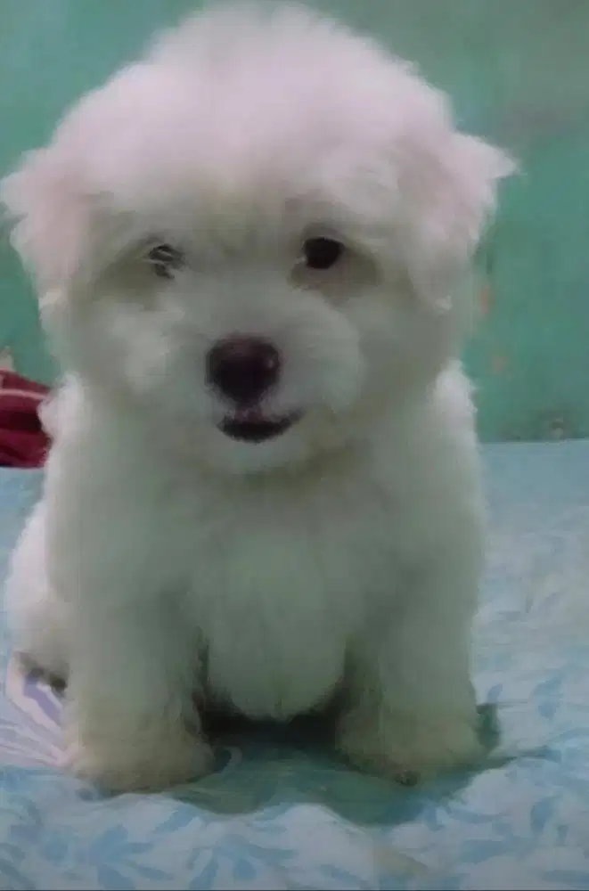 Jenis maltese usia 2 bulan