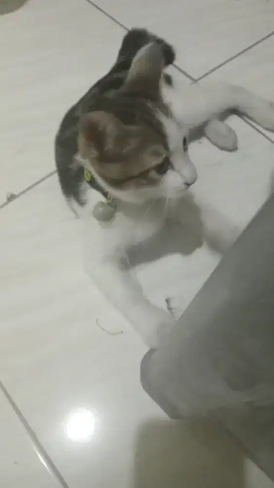 Kitten Mix Lucu