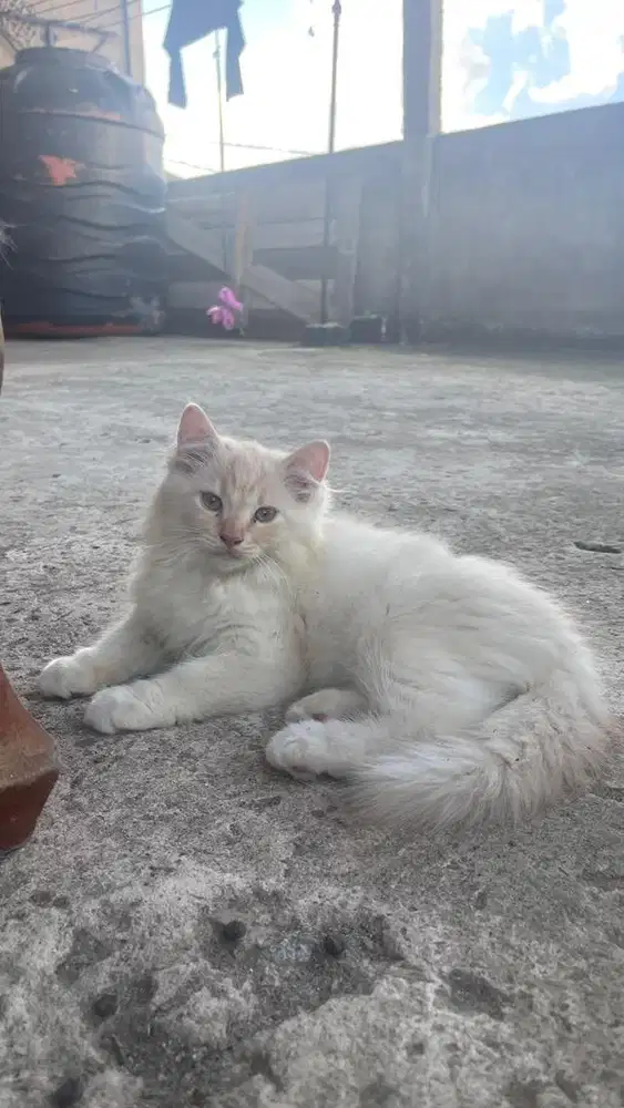 Jantan 3 bulan gembul
