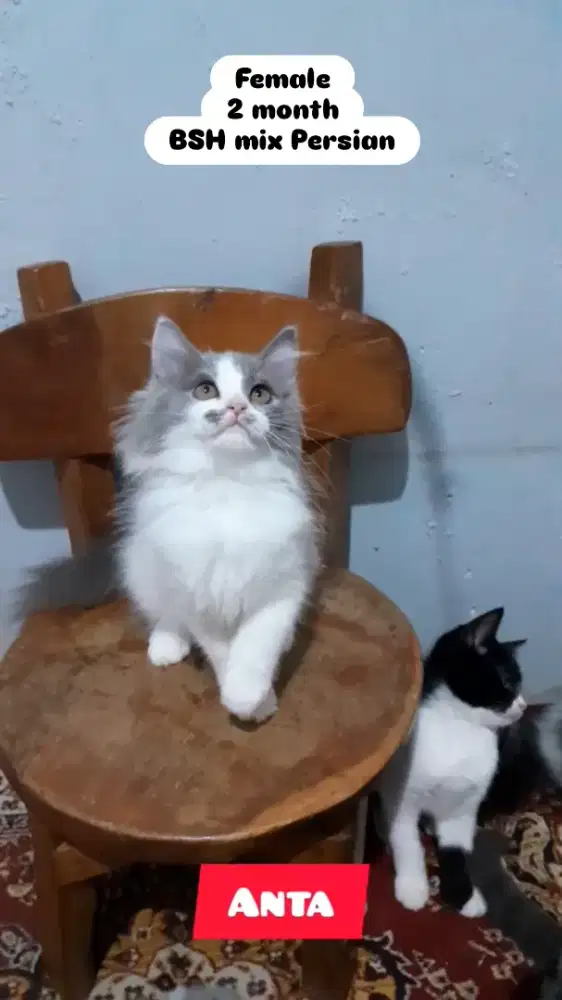Anak Kucing BSH Persian