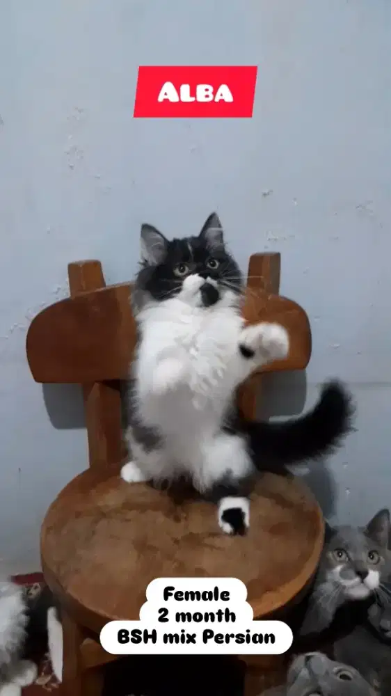 Anak Kucing BSH PERSIAN