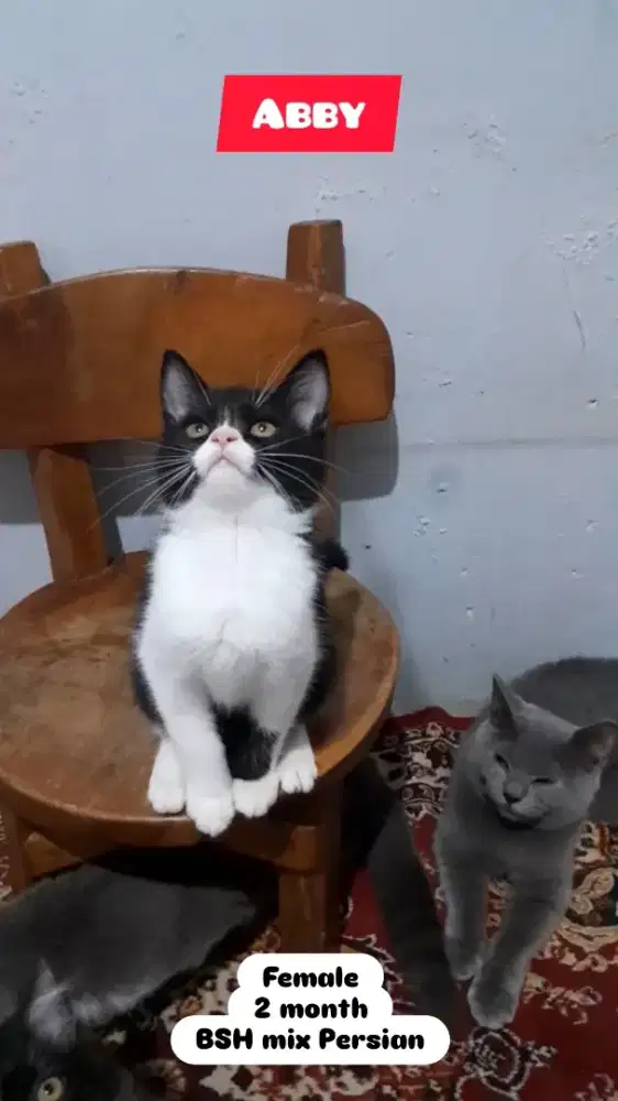Anak Kucing BSH Persian