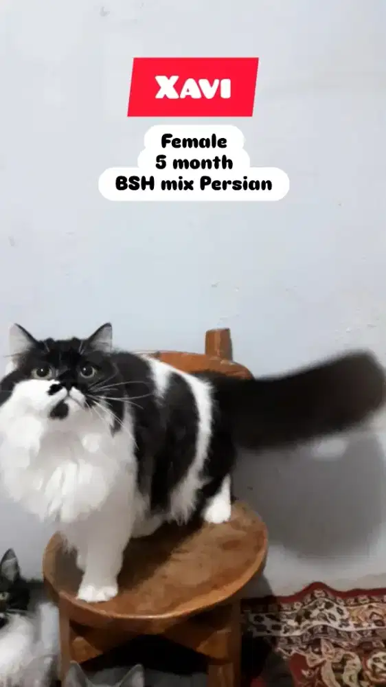 Kucing BSH Persian