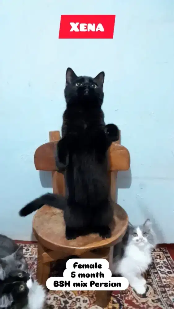 Kucing BSH Persian