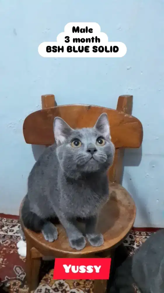 Kucing BSH Blue Solid