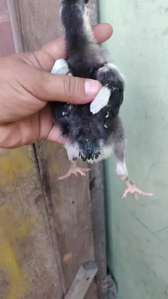 Jual sepasang anak ayam ekor lidi