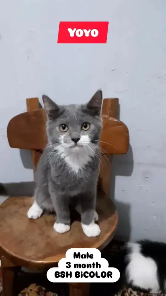 Kucing BSH Bicolor