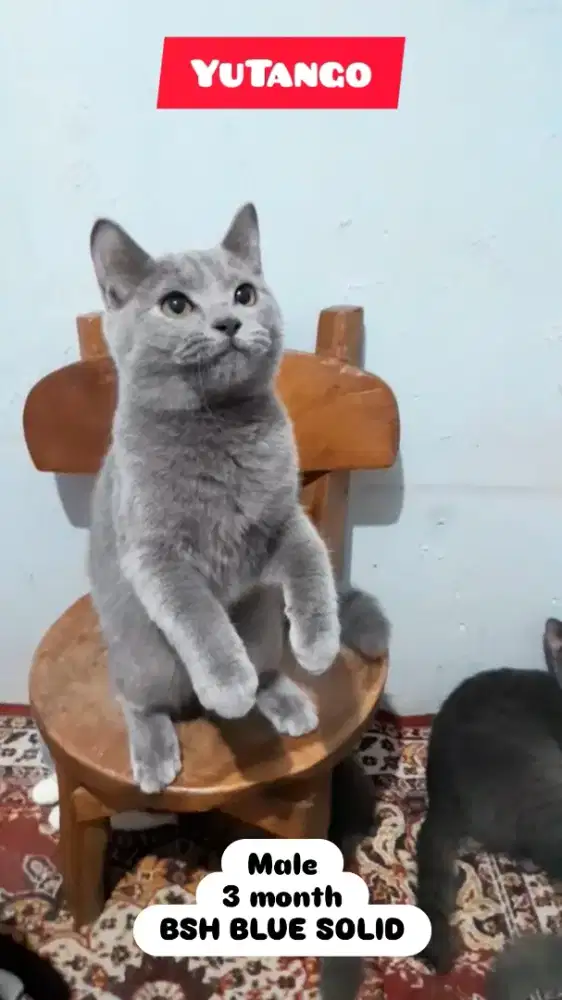Kucing BSH Blue Solid
