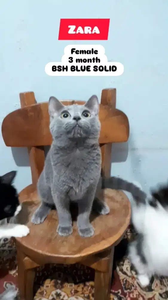 Kucing BSH Blue Solif