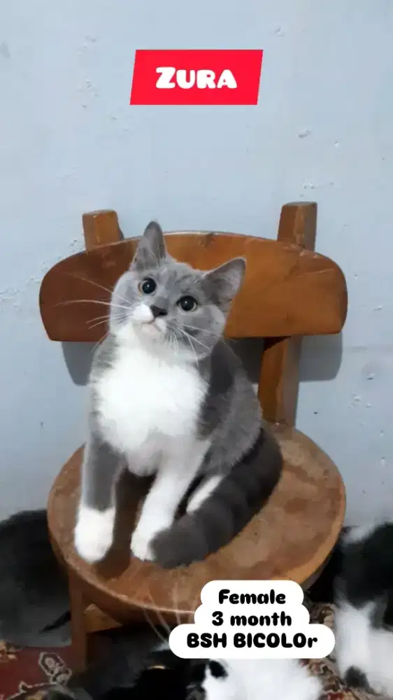 Kucing BSH Bicolor