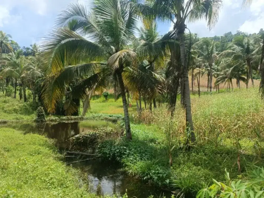 Dijual Perkebunan Seluas 99.000 m2 DI Totabuan - Sulawesi Utara