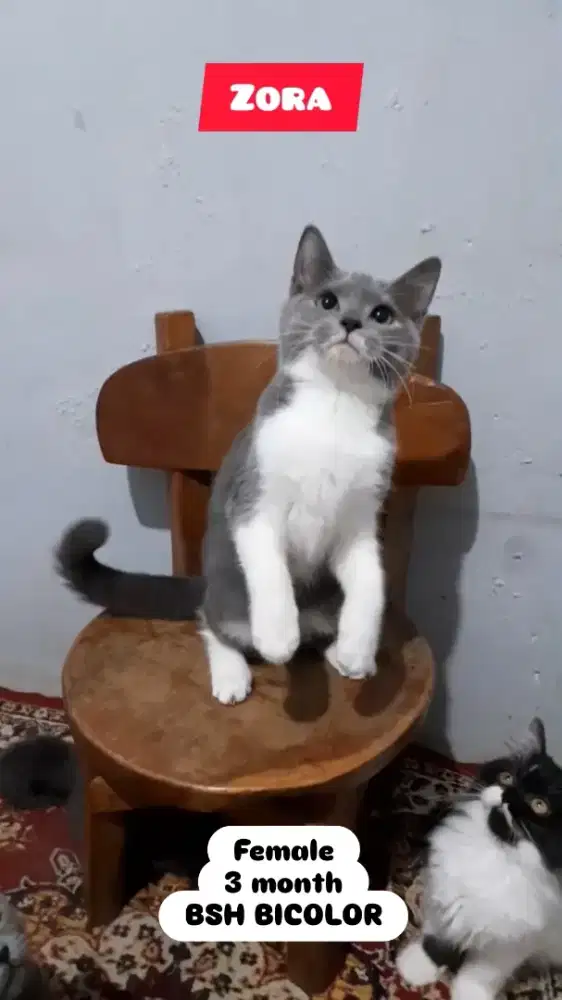 Kucing BSH Bicolor