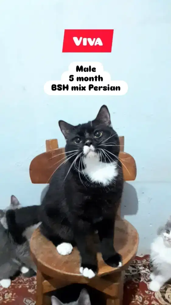 Kucing BSH Persian