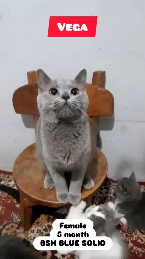 Kucing BSH Blue Solid