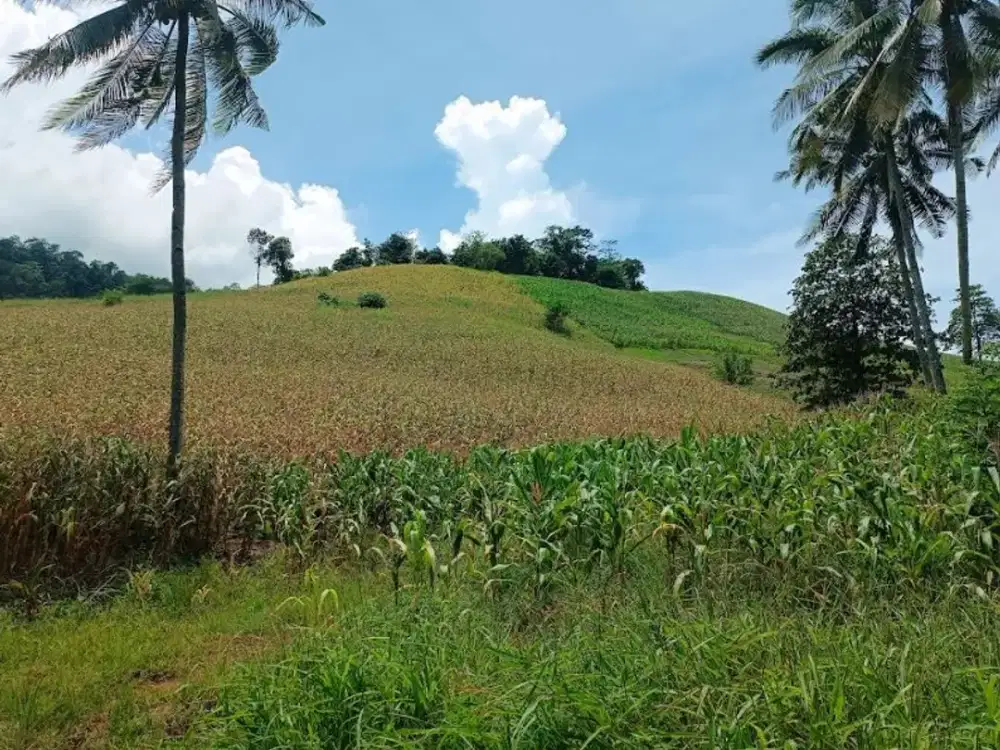 Dijual Tanah Seluas 2H Cocok untuk Perkebunan di Lolak - Sulut