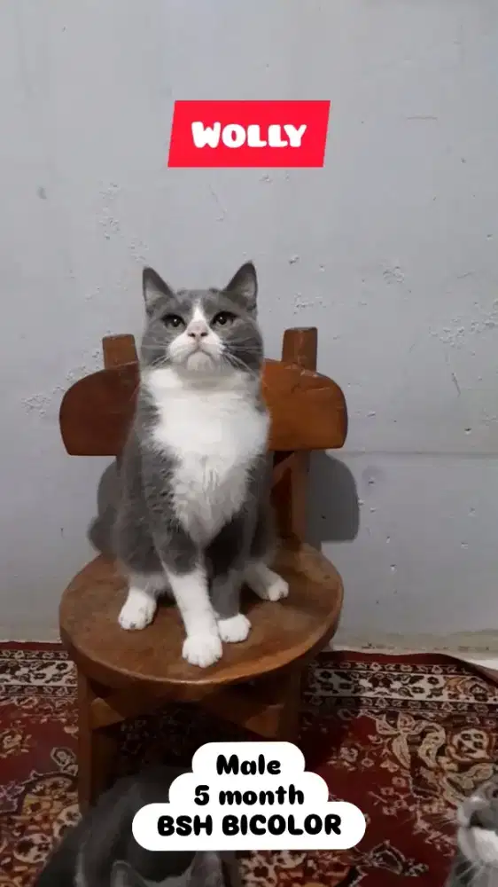 Kucing BSH Bicolor