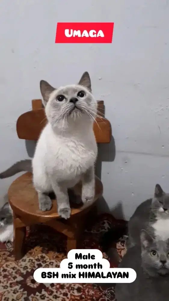 Kucing BSH Himalayan