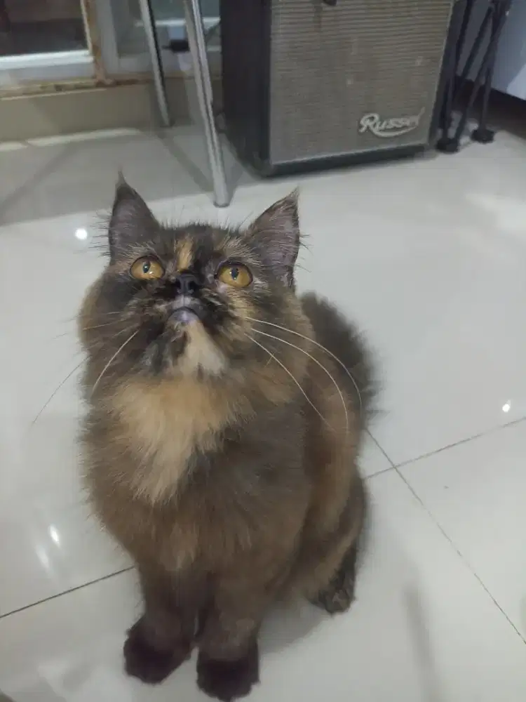 Kitten kucing Persia betina Black Tortie