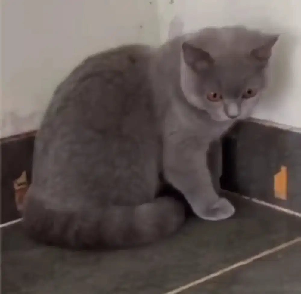 Kucing BSH, terawat