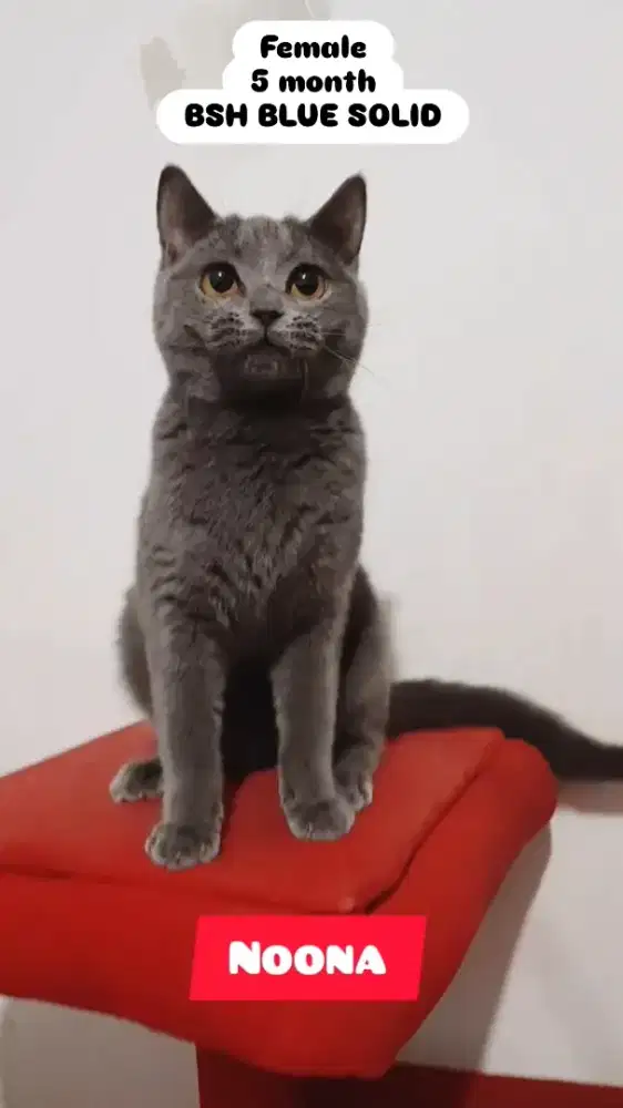 Kucing BSH Blue Solid