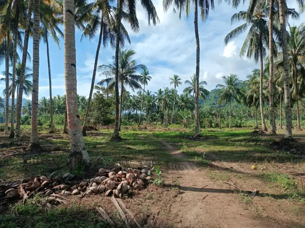 Dijual Tanah Seluas 11.490 m2 Cocok untuk Perkebunan di Lolak - Sulut!