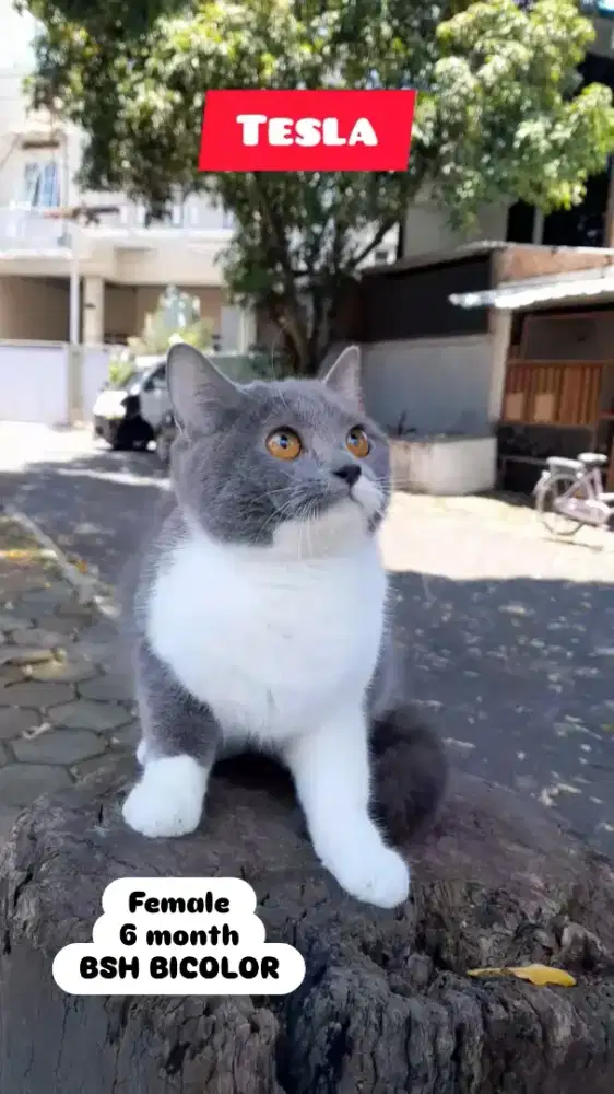 Kucing BSH Bicolor