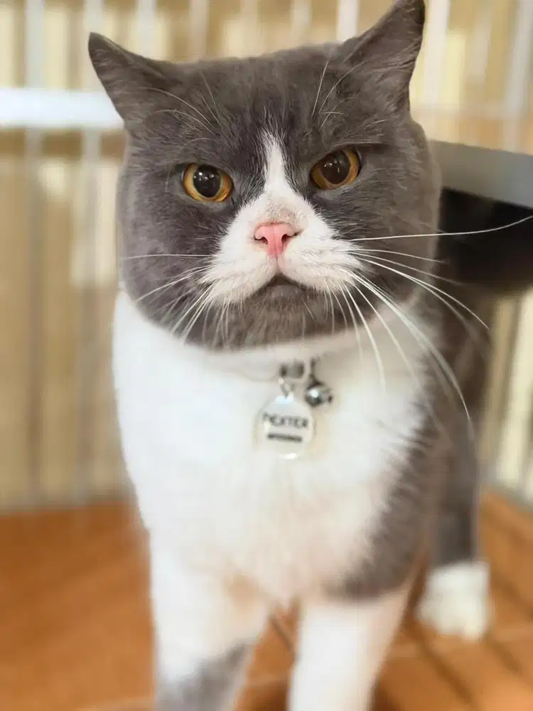 OPEN ADOPT BSH NON PED