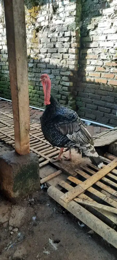 Ayam kalkun/Turkey/kalkum