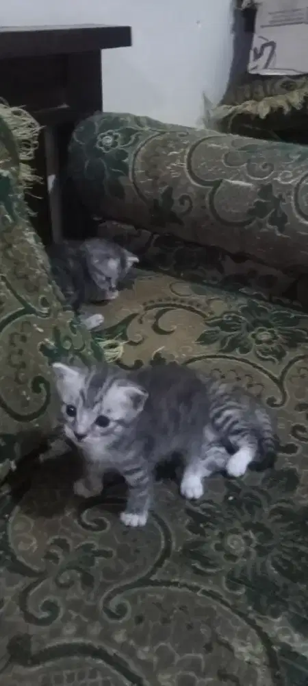Kitten Persia mix dom
