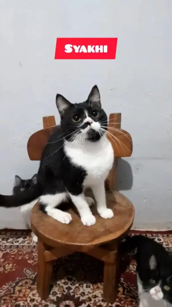 Kucing BSH persian