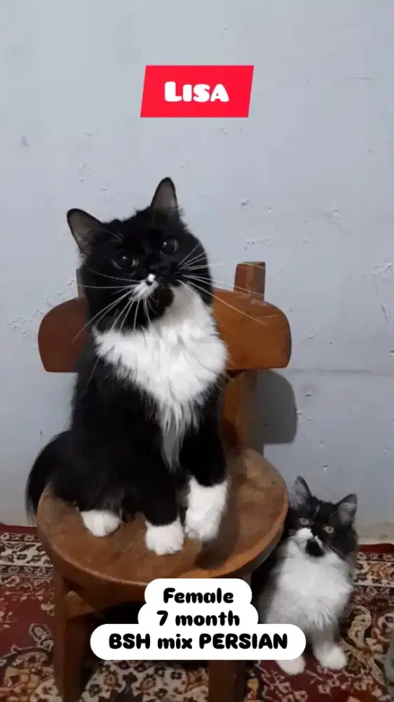 Kucing BSH Persian