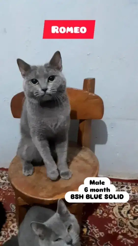 Kucing BSH Blue Solid